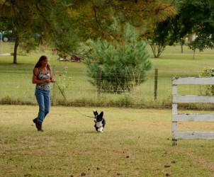 Happy team. Percy & his handler Erin Ledbetter after their 2nd Q for JHD Title!