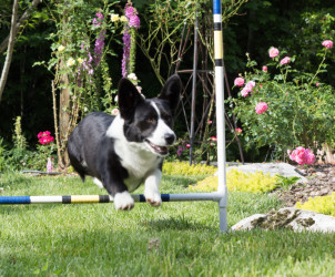 Enjoying a little casual agility fun at home.