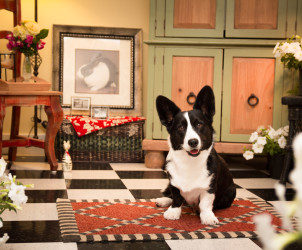 Percy, age 2, posing for a photo at his home.