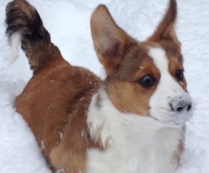 Just thrilled with her first Snow Day – February 2013