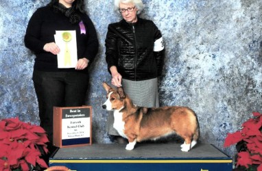 Best in Puppy Sweeps – Greensboro, NC Supported Entry December 2014
