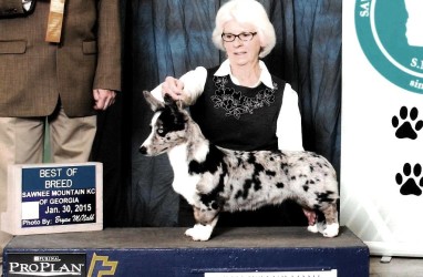 Stella @ 5 mo. Winning the Beginner Puppy Class in Atlanta, GA 1/30/15