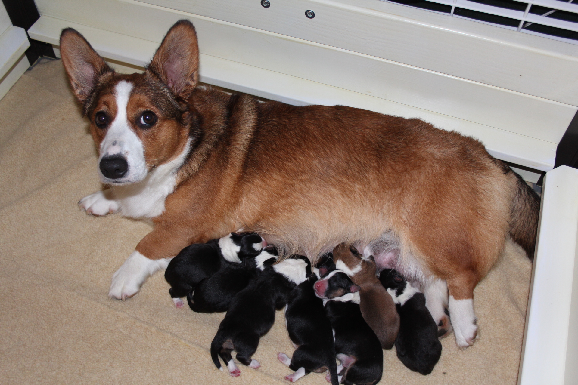 IMG_5315 Plum and puppies 2015