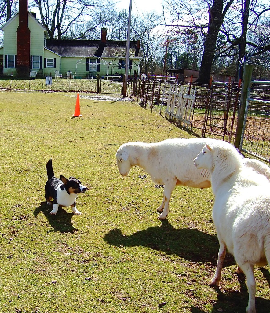 Gage on Sheep