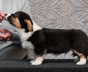 Farleigh @ 8 weeks  (IMG_0740)