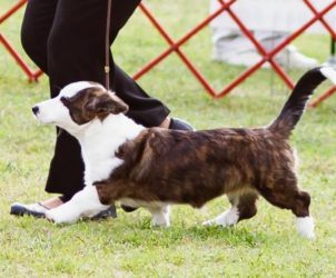 Rory on the Move-Pinehurst @ 4 mo.